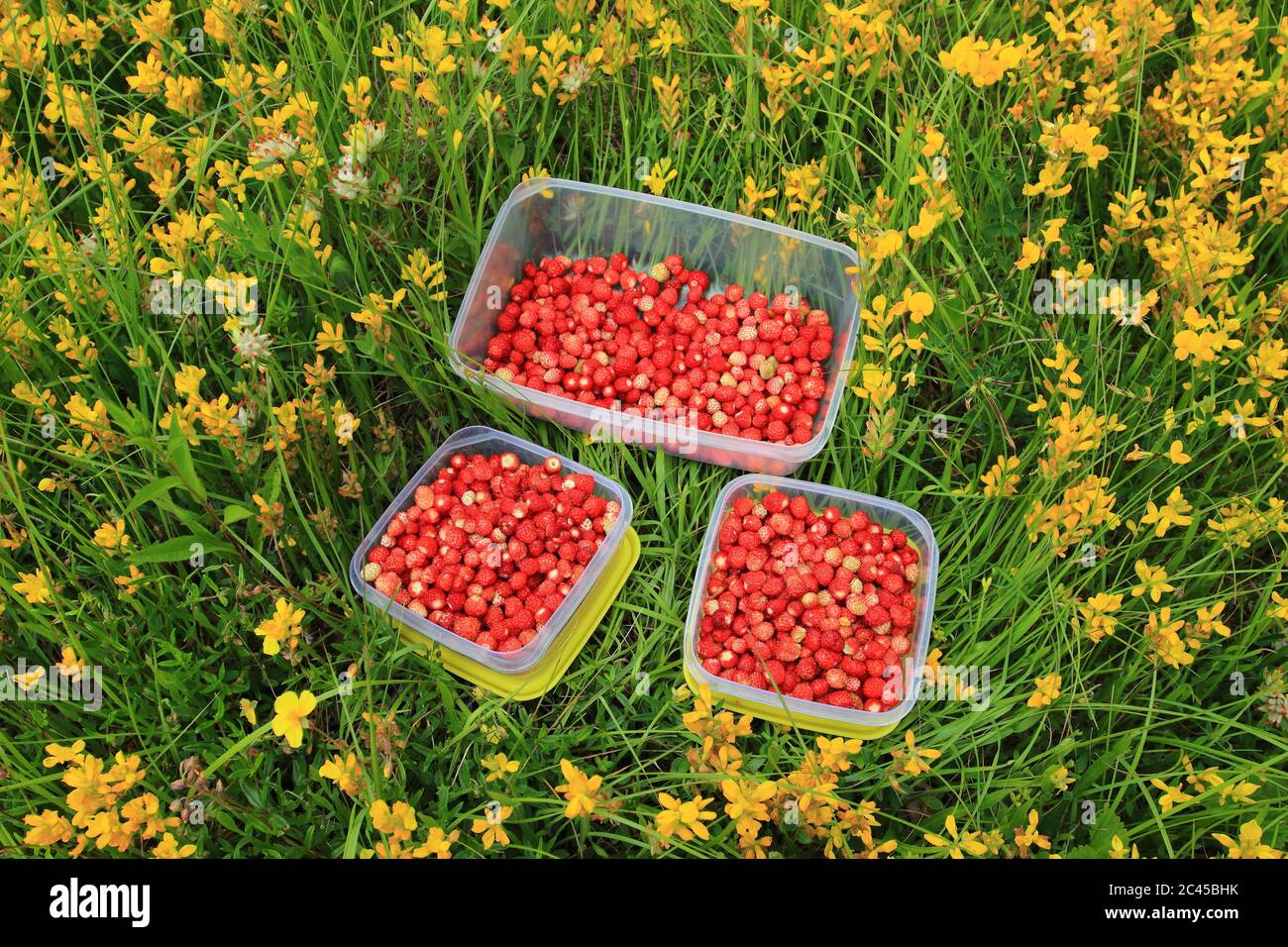 Wild strawberries collected in dishes on meadow Stock Photo