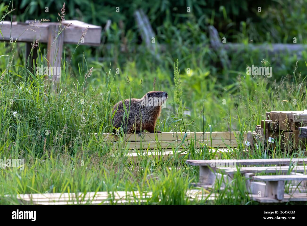The groundhog (Marmota monax), also known as a woodchuck , often lives near human dwellings Stock Photo