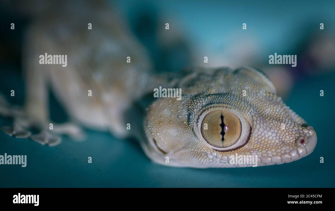Isolated close up of a domestic beautiful gecko lizard- Israel Stock Photo