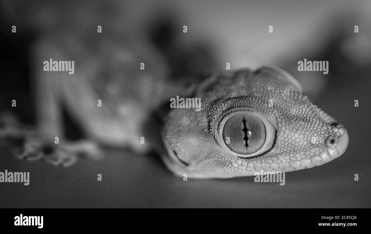 Isolated close up of a domestic beautiful gecko lizard- Israel Stock Photo