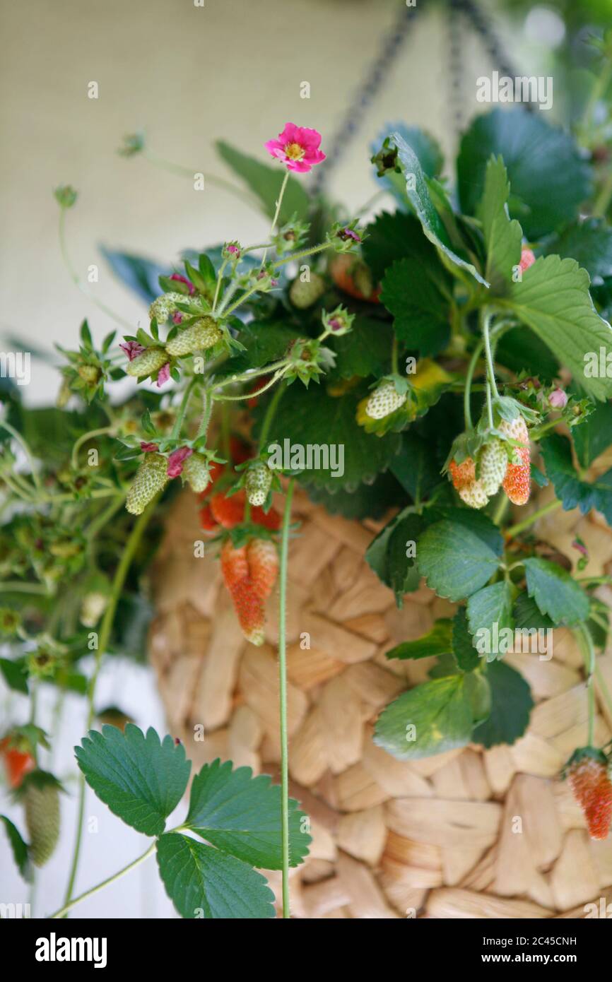 Hanging strawberry plant hi-res stock photography and images - Alamy