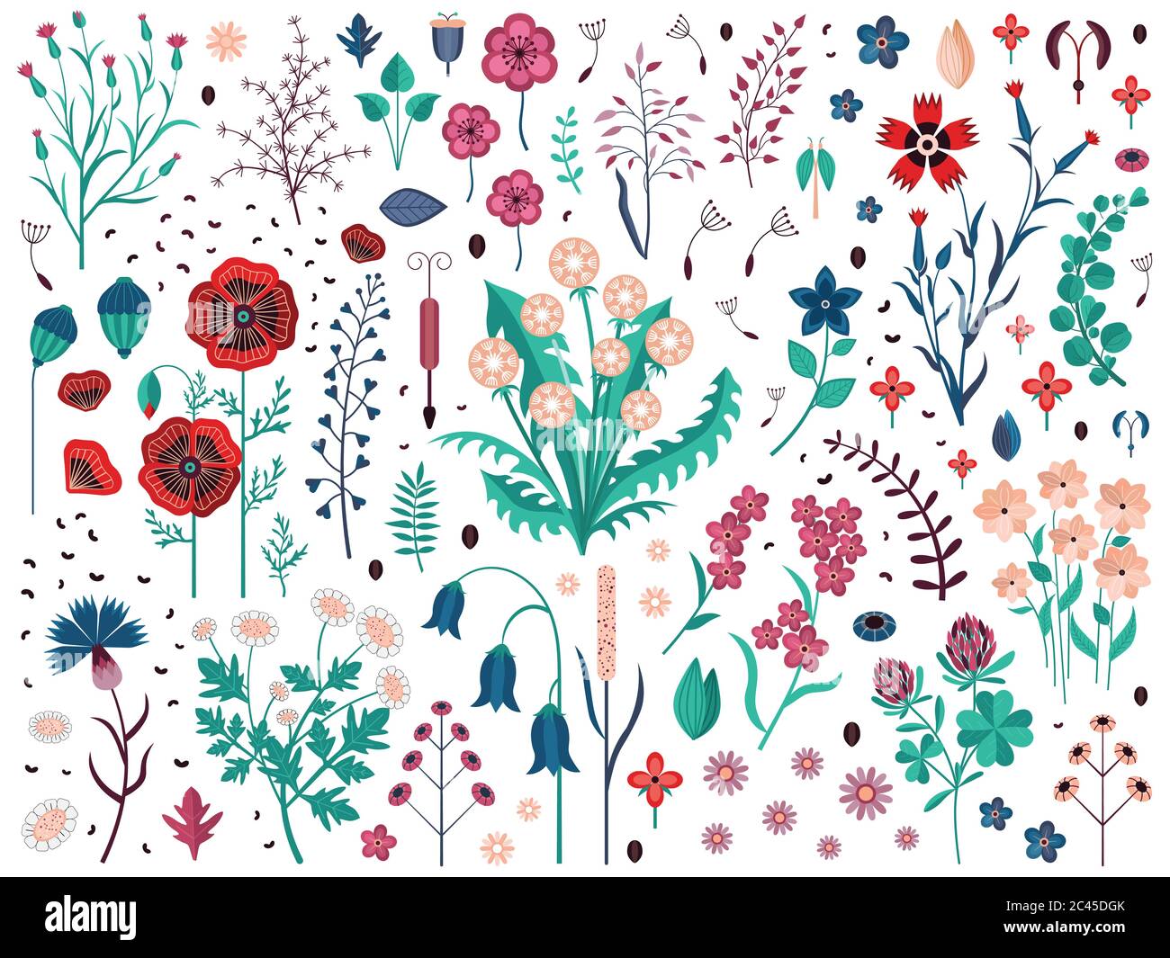 Wild Flowers Herbs and Field Plants Set Stock Vector