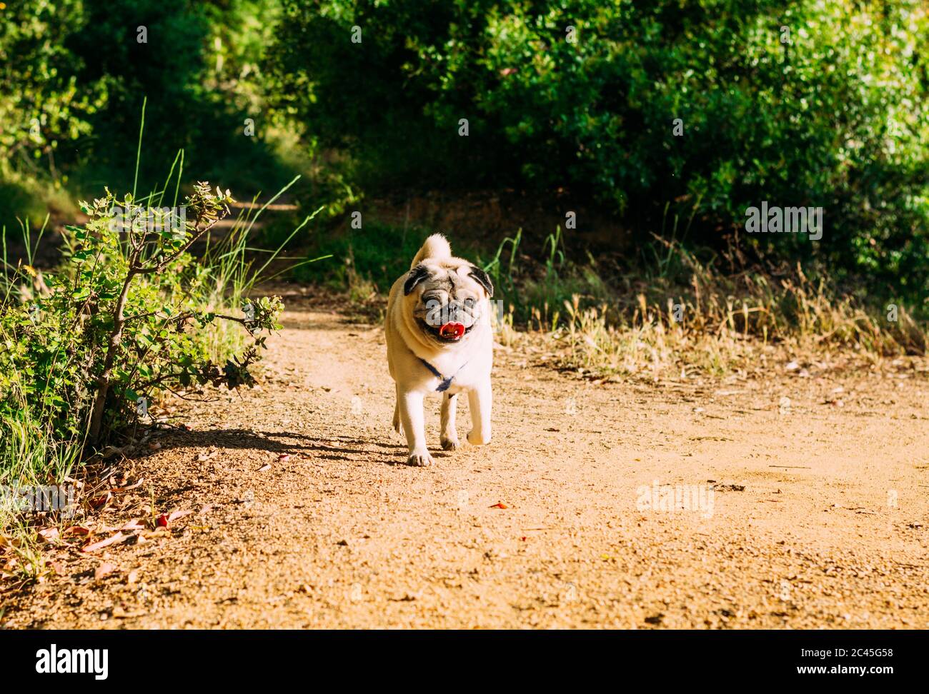 Angry pug dog walking in a park during daytime Stock Photo Alamy