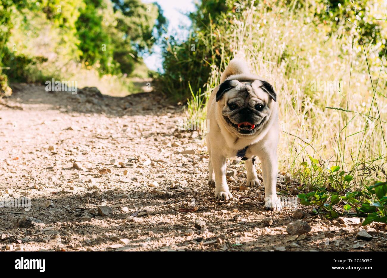 Angry pug dog walking in a park during daytime Stock Photo Alamy