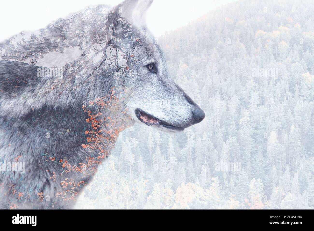 Double exposure image of a grey wolf and the forest Stock Photo - Alamy