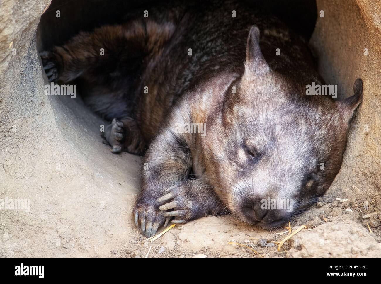 Wombat sleeping in a burrow Stock Photo