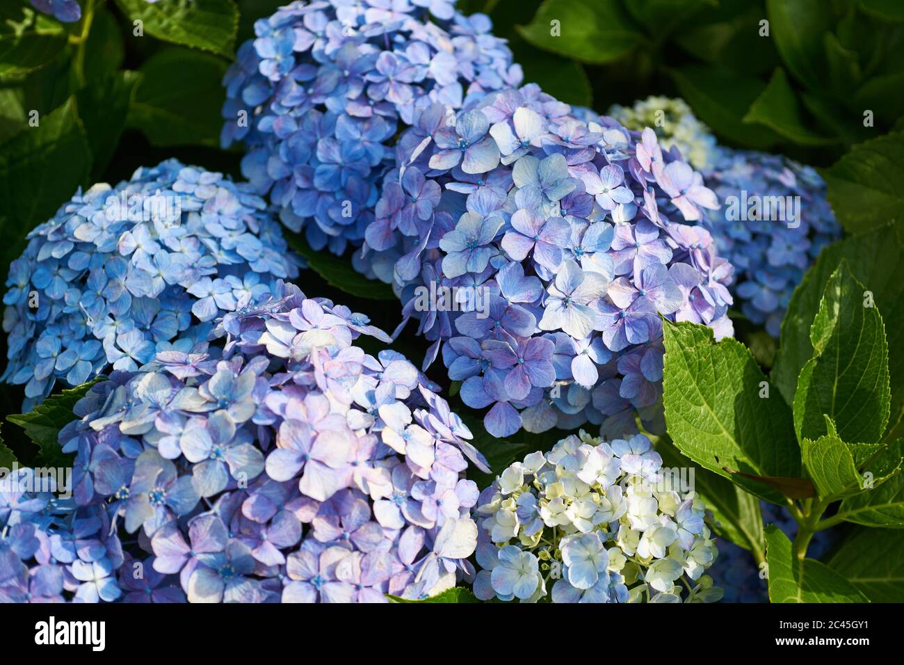 Hortensias High Resolution Stock Photography And Images Alamy