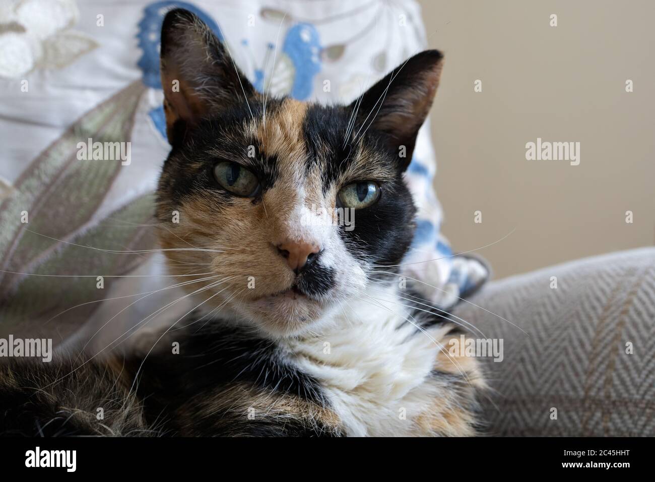 Closeup head shoulders tortoiseshell female cat Stock Photo Alamy