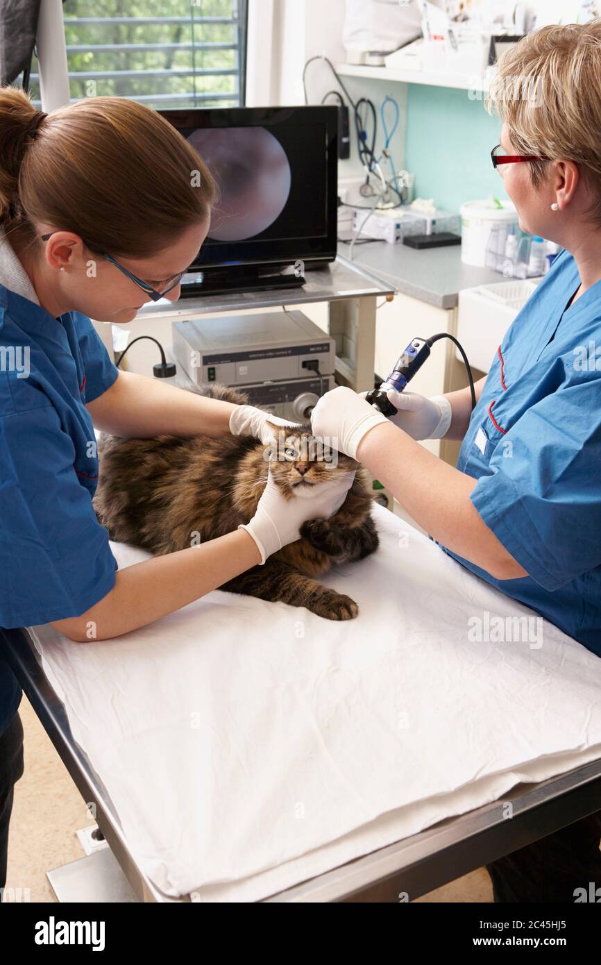 Cat is examined in a veterinary practice Stock Photo - Alamy