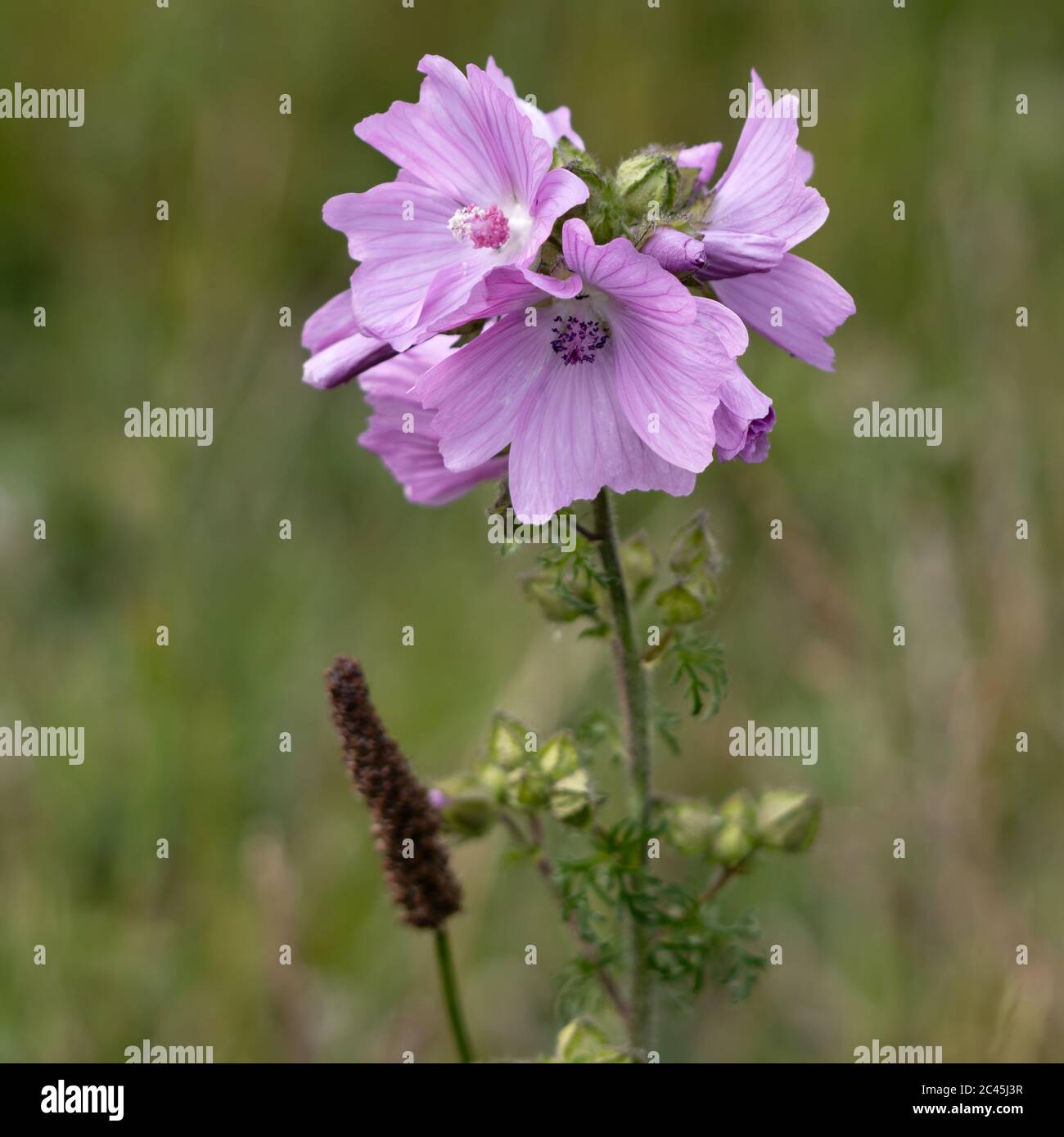 Wild Hollyhock (Alcea rosea) flowers. A Pink plant in the mallow family (Malvaceae) flowering in summertime. Stock Photo
