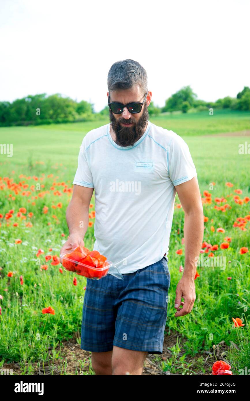 Bearded man wearing sunglasses picking cornflowers and poppies in a meadow. Stock Photo