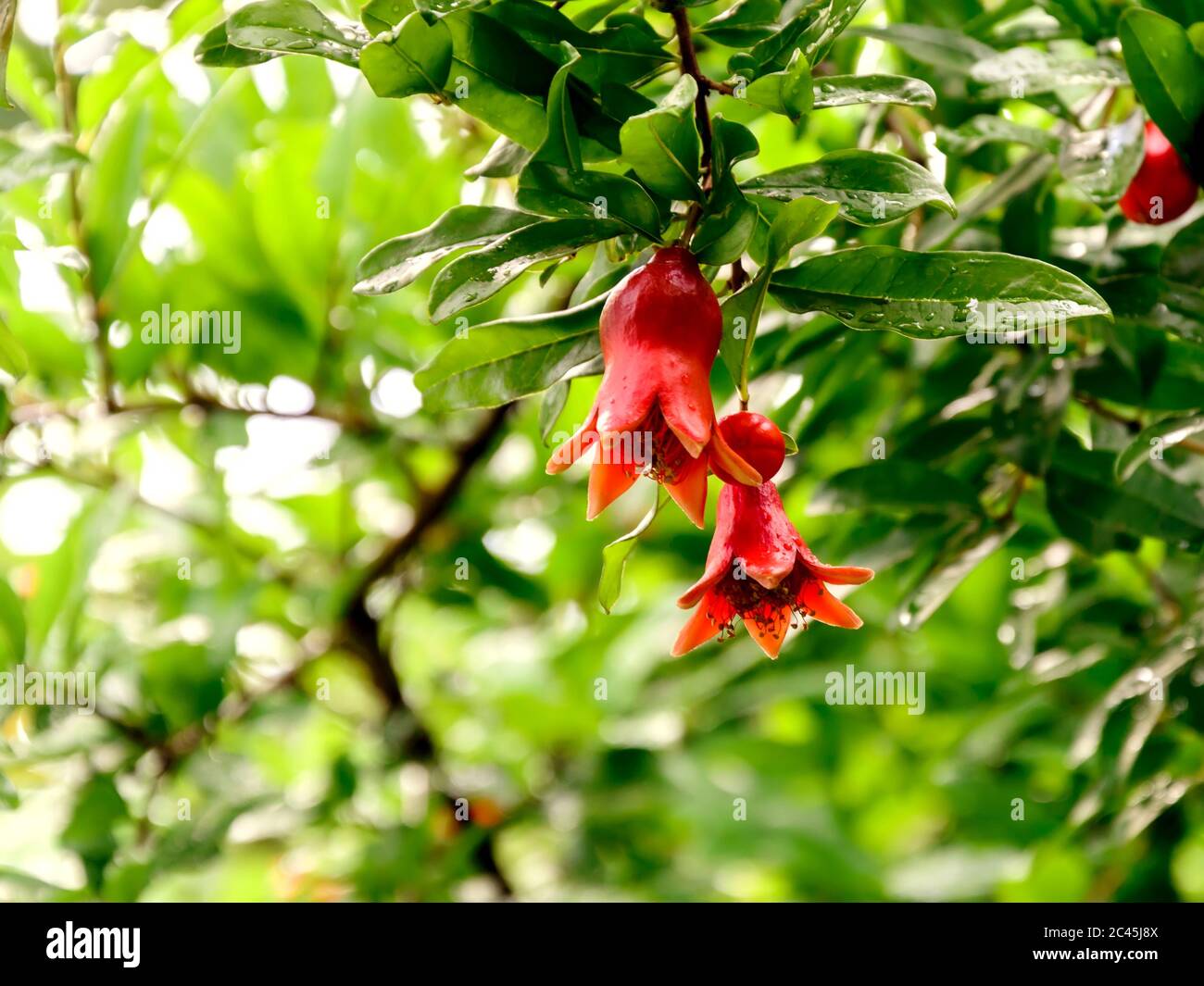 Pomegranate tree branch with flowers turning into small fruits on sunny day. Punica Granatum cultivation. Organic gardening and agriculture Stock Photo