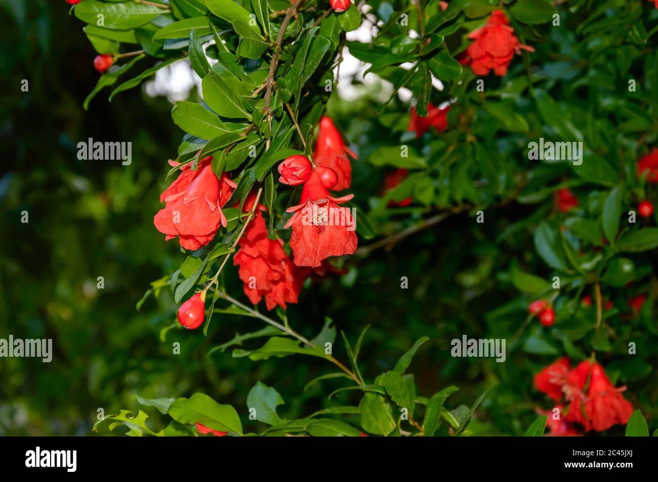 Pomegranate tree branch with blooming red flowers turning into small