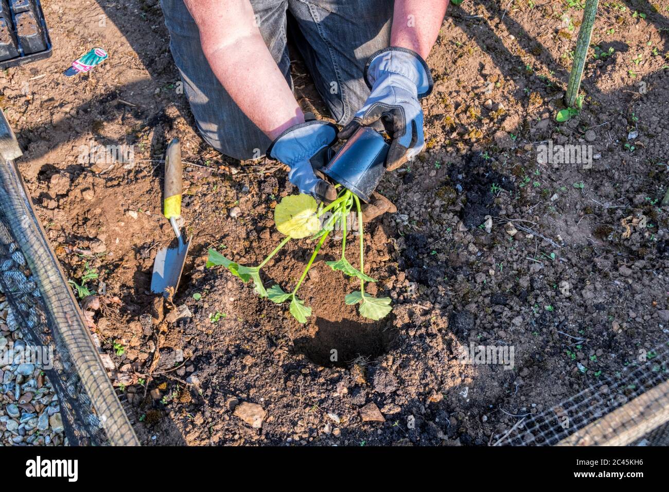 Planting out Courgette Ambassador plant in a garden vegetable plot. Stock Photo