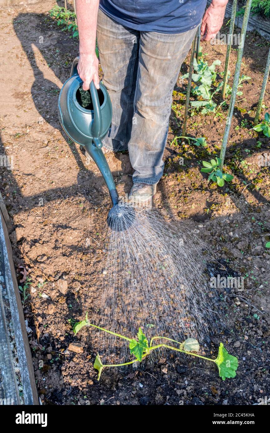 Watering in freshly planted Courgette 'Ambassador' plant in a garden vegetable plot. Stock Photo