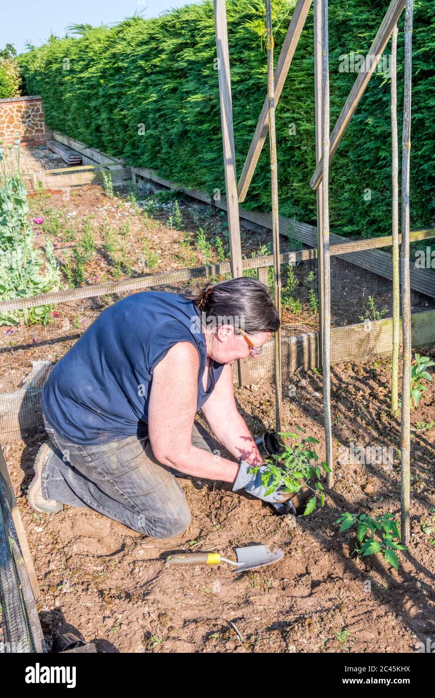 Planting out Sweet Million Cherry Tomato plant in a garden vegetable plot. Stock Photo