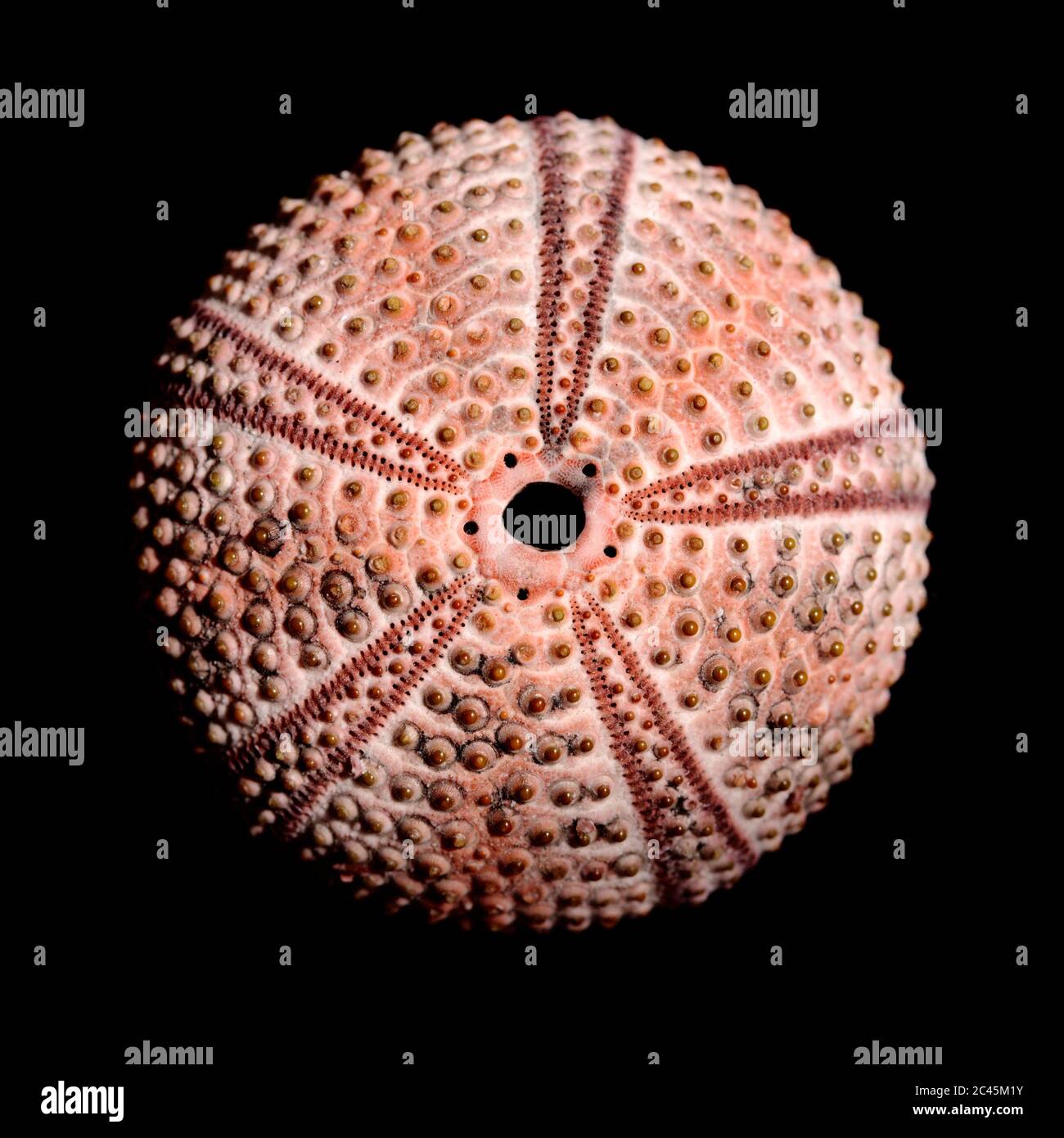 Sea urchin skeleton isolated Stock Photo Alamy