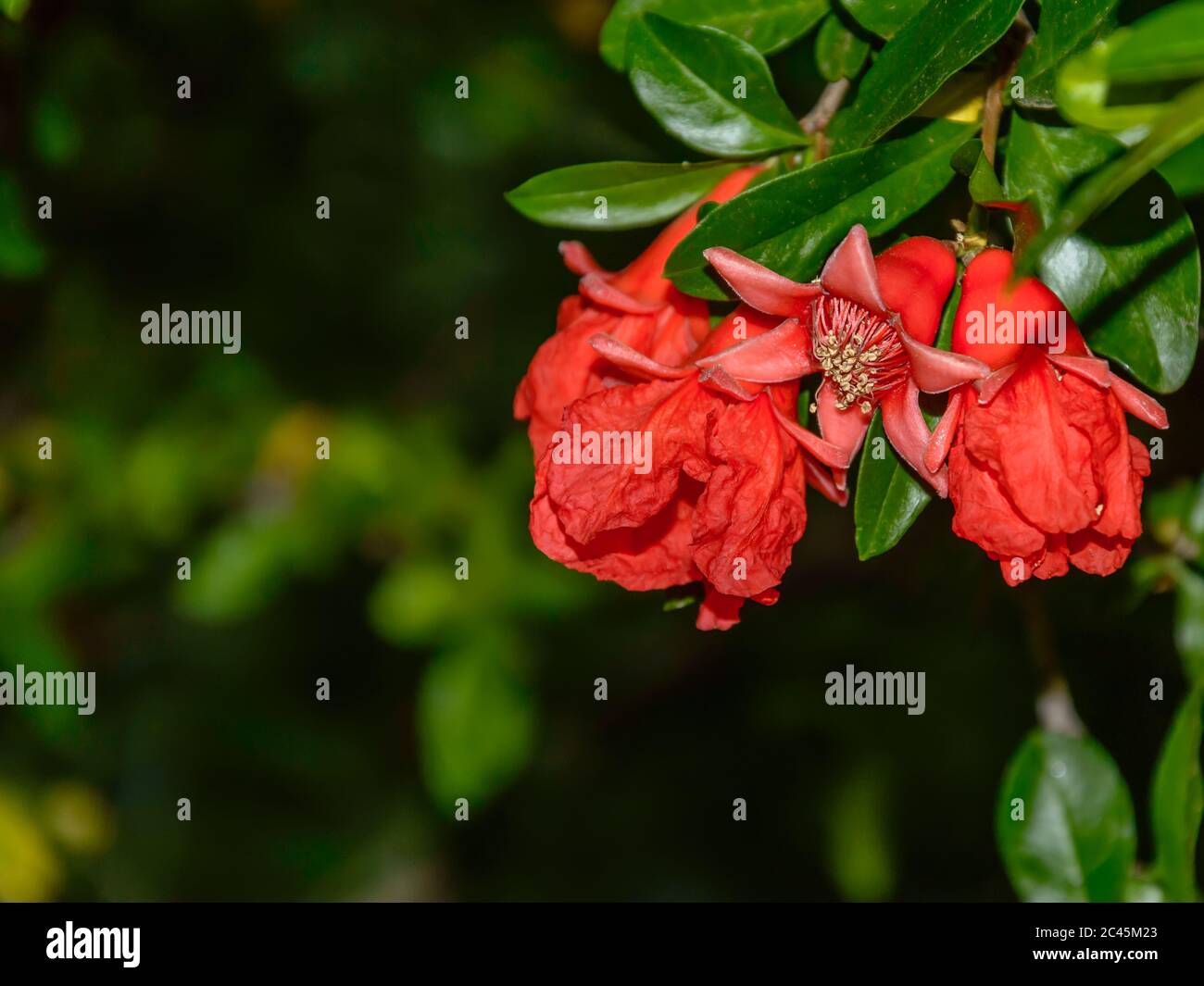 Pomegranate tree branch with blooming red flowers turning into small