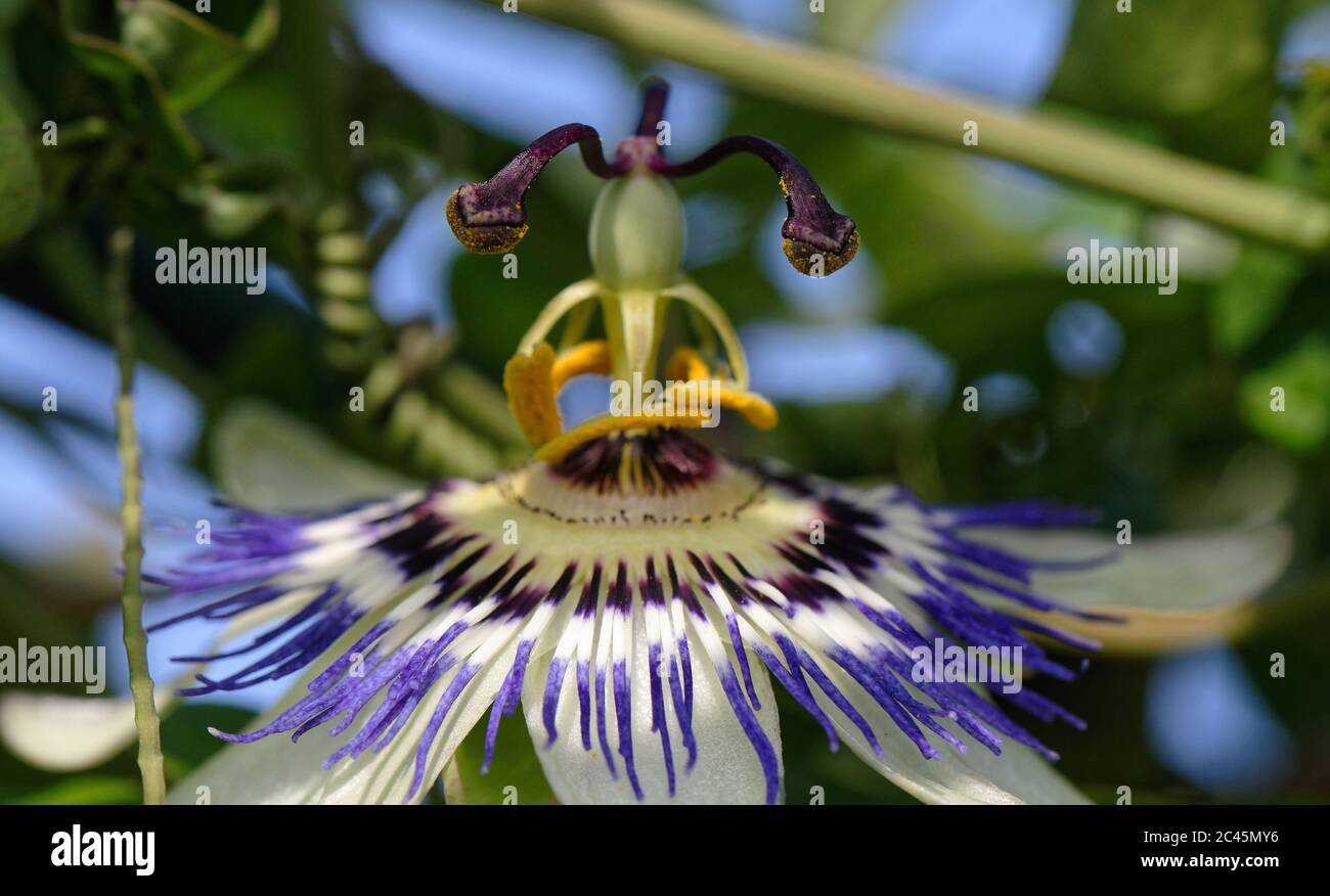 Blue passion flower in macro with protruding stamen Stock Photo