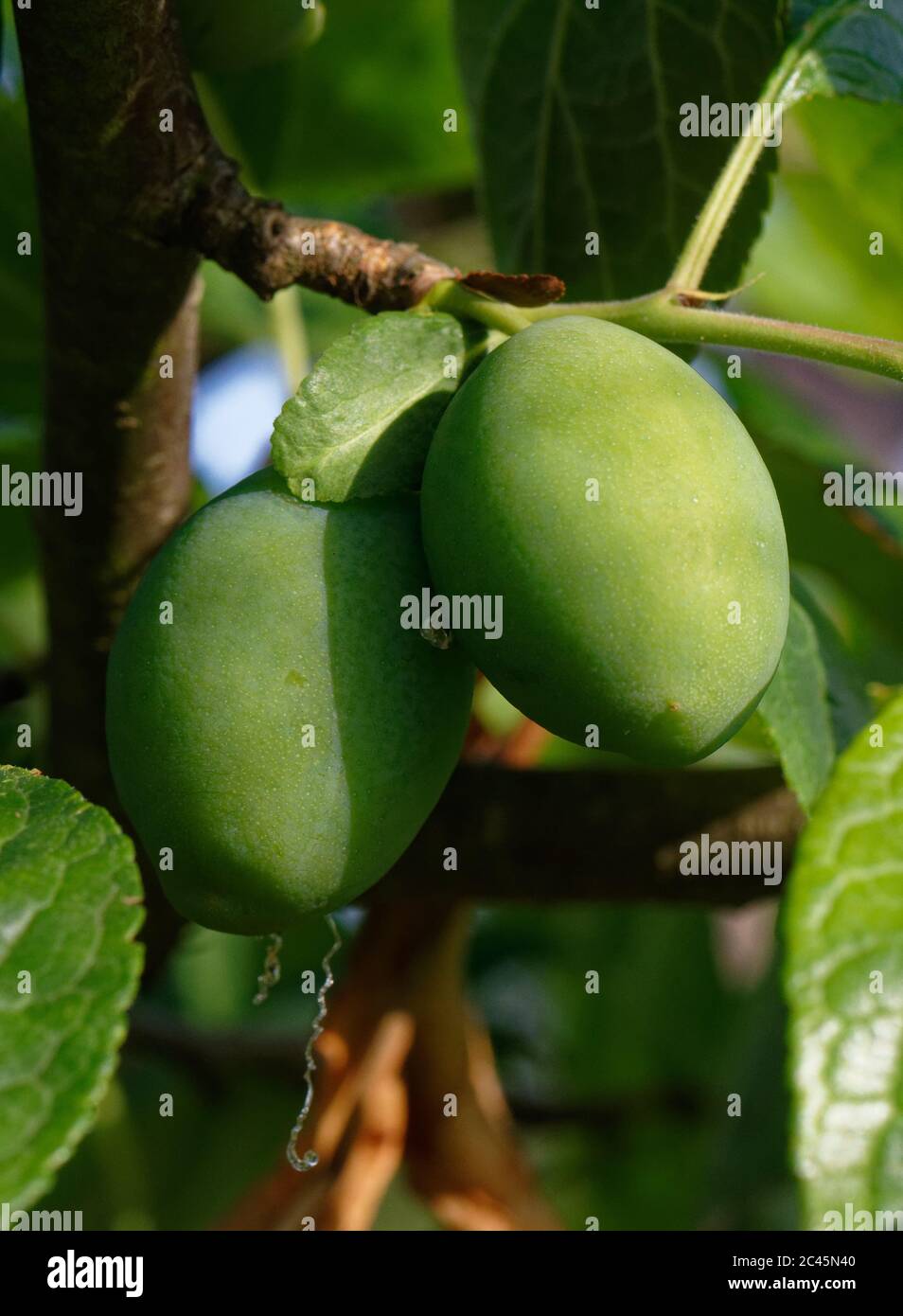 Young plums, still green, ripening on branches of a plum tree, shallow depth of field Stock Photo