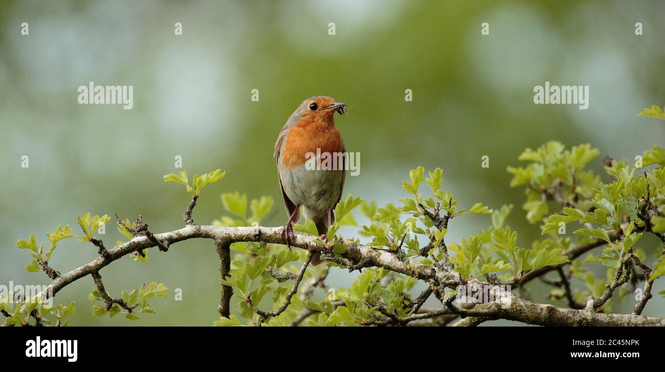 Robin collecting insects for chicks Stock Photo