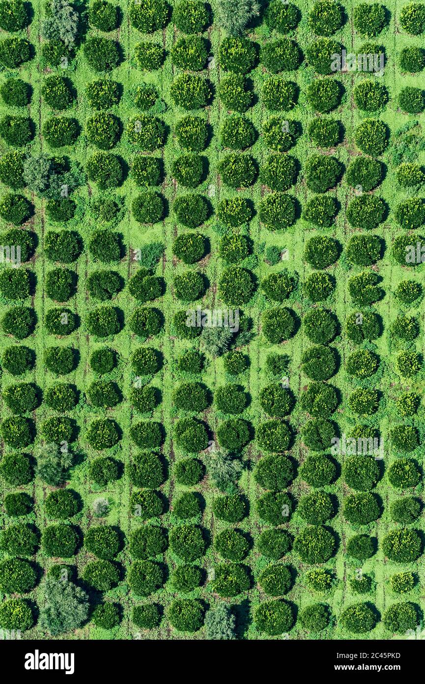 Olive grove calabria italy hi-res stock photography and images - Alamy