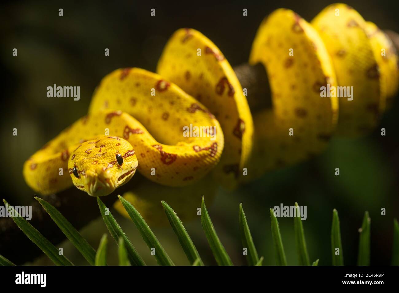 Close up of juvenile Green Tree Python, bright yellow with brown ...