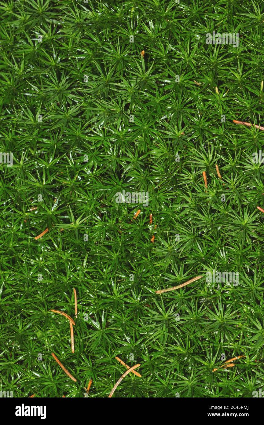 Moss texture hi-res stock photography and images - Alamy