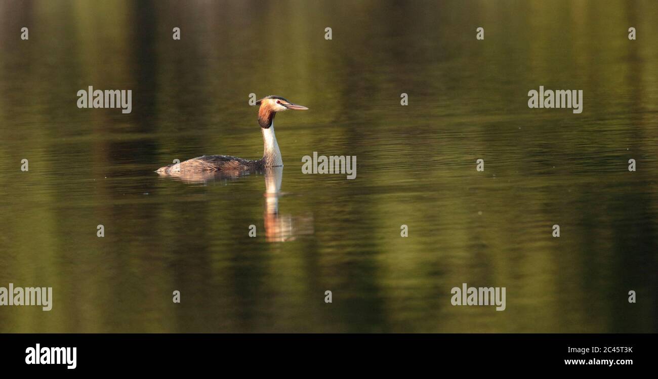 Grebe in flight High Resolution Stock Photography and Images - Alamy