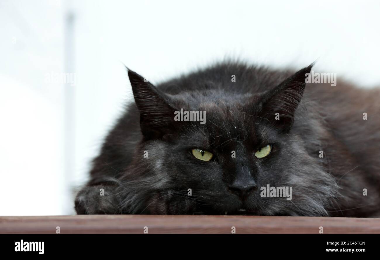 A Norwegian forest cat male resting outdoors Stock Photo