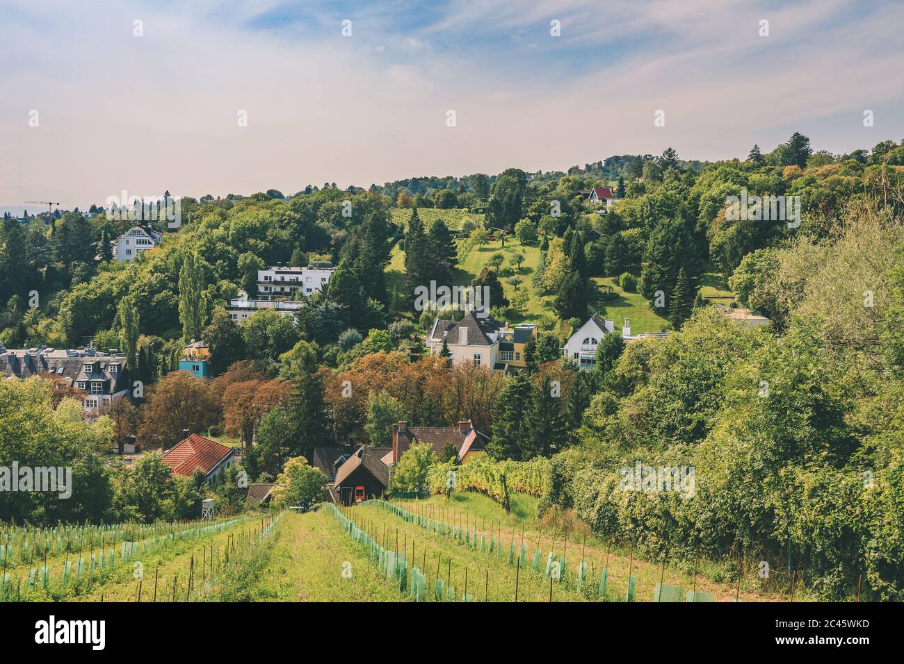 Rows of grapevines during summer period in beautiful wine-growing district in Vieanna Stock Photo