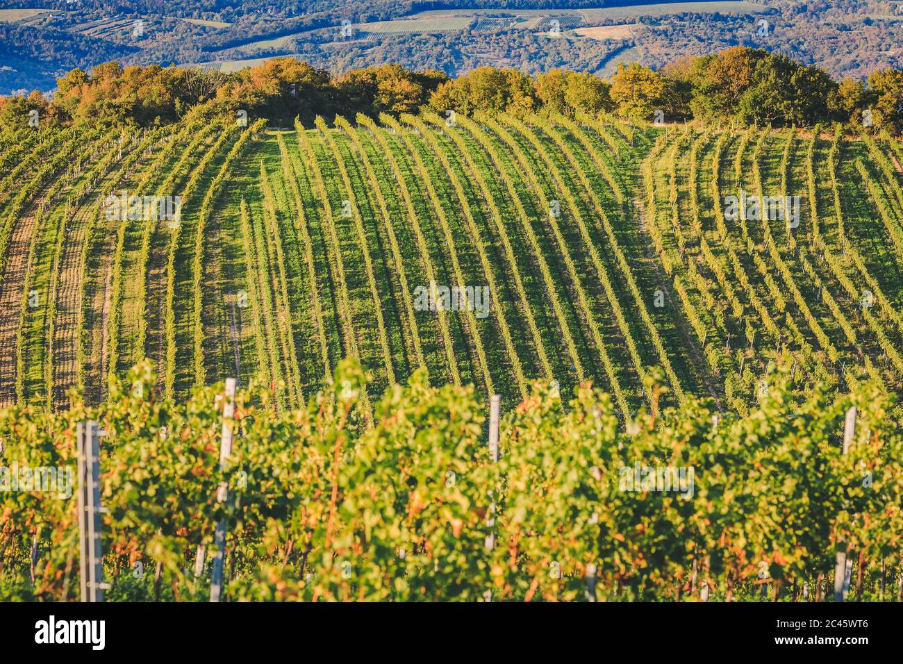 Rows of grapevines during summer period in beautiful wine-growing district in Vieanna Stock Photo