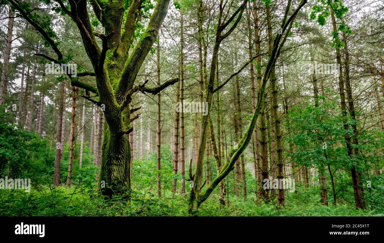 Woodland scene, Blidworth woods,Nottingham,England,UK Stock Photo Alamy