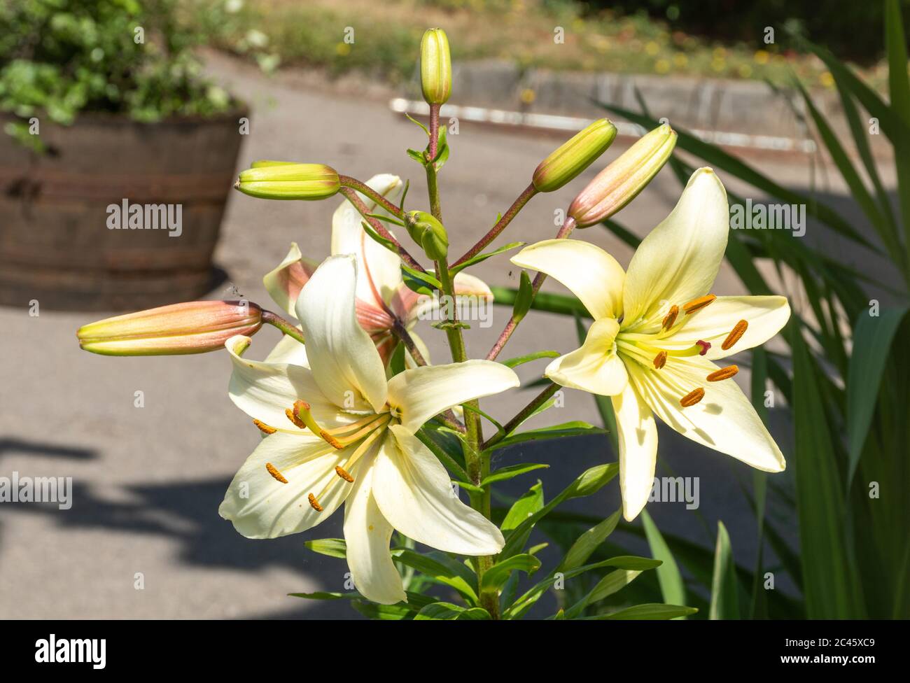 Lilium Candidum Madonna Lily Flowers White Lilies In Flower Uk Stock Photo Alamy