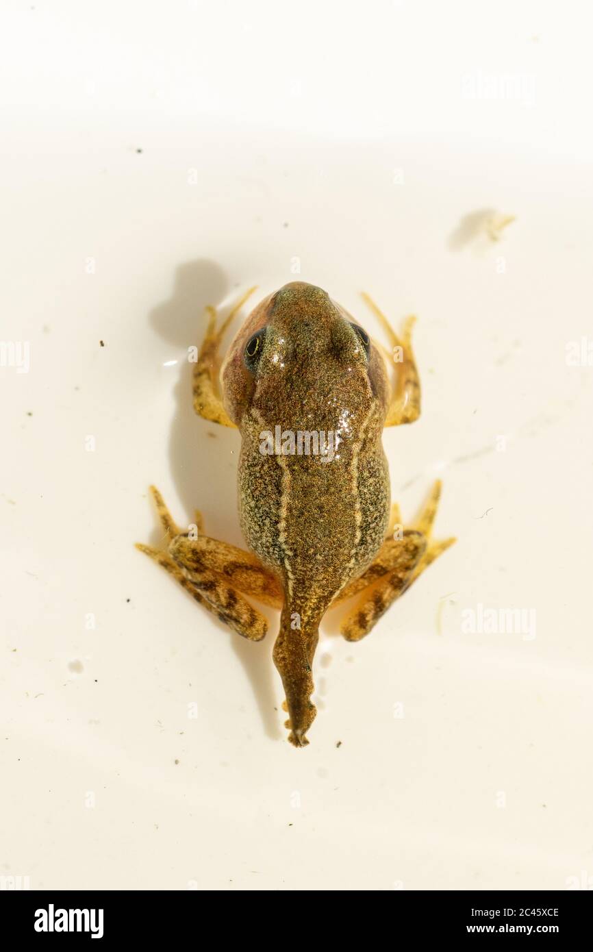 Young froglet of common frog (Rana temporaria) in the process of losing its tail, metamorphosis from tadpole to frog, UK Stock Photo
