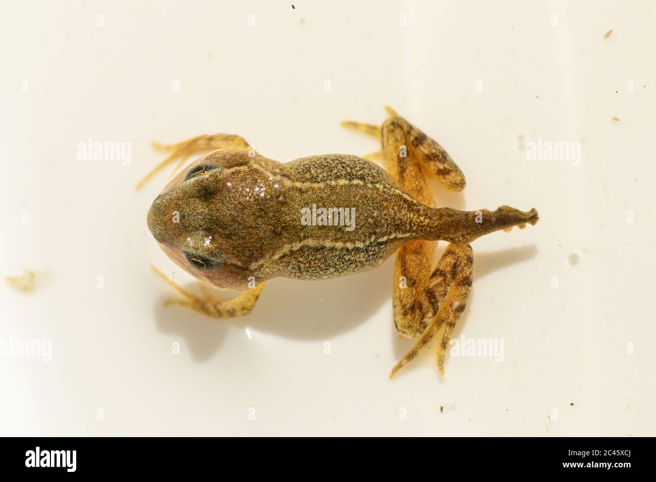 Young froglet of common frog (Rana temporaria) in the process of losing its tail, metamorphosis from tadpole to frog, UK Stock Photo