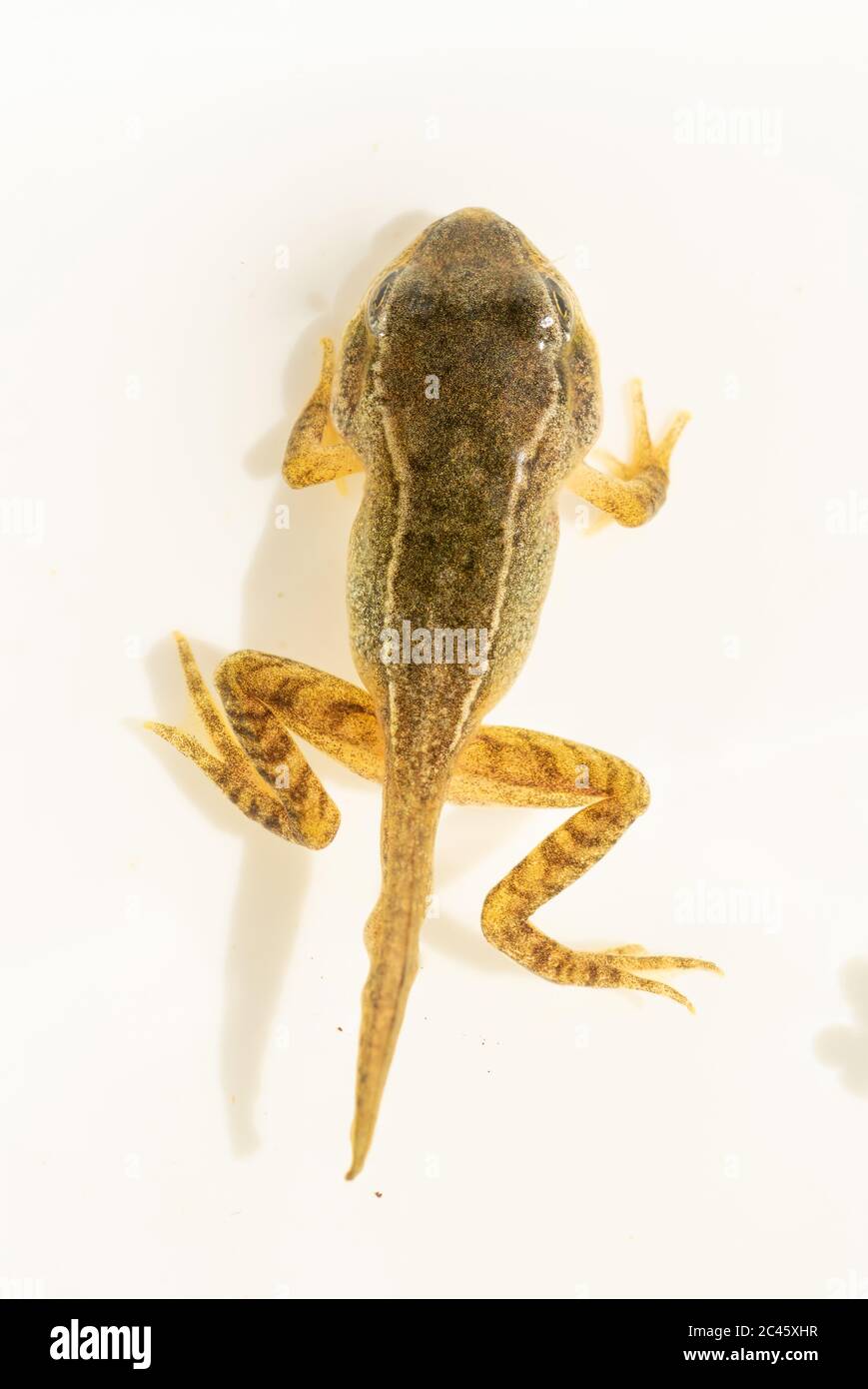 Young froglet of common frog (Rana temporaria) in the process of losing its tail, metamorphosis from tadpole to frog, UK Stock Photo