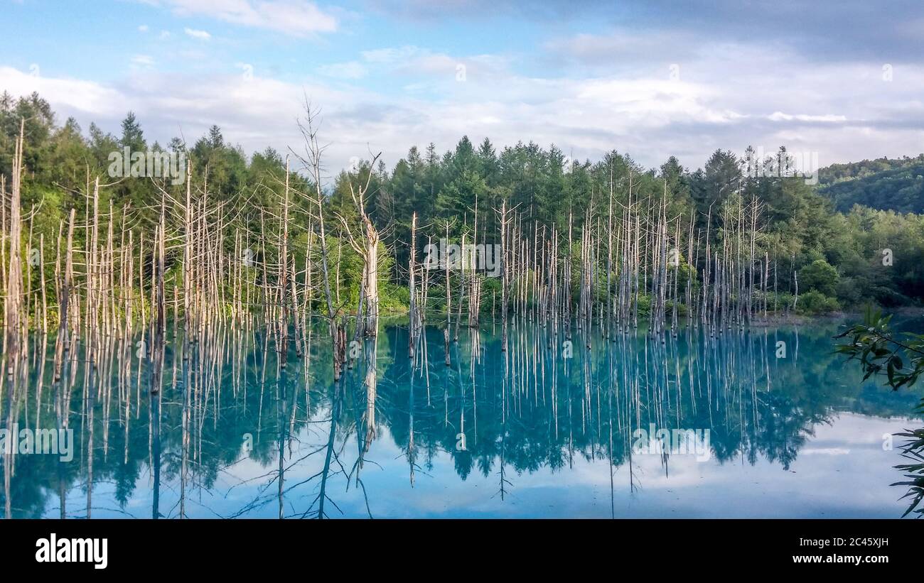 Aoike, the Blue Pond, Biei, Kamikawa District, Hokkaido, Japan - The blue pond with birch trees. Wonder of nature. Aoiike. Natural landscape. Stock Photo