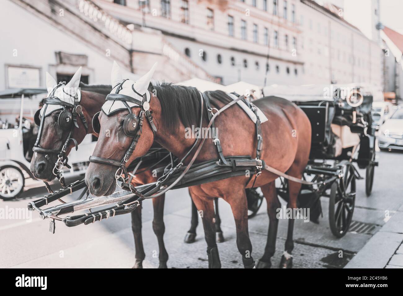 Fiaker, fiacre, hackney coach, cab drawn by two horses in Vienna Stock