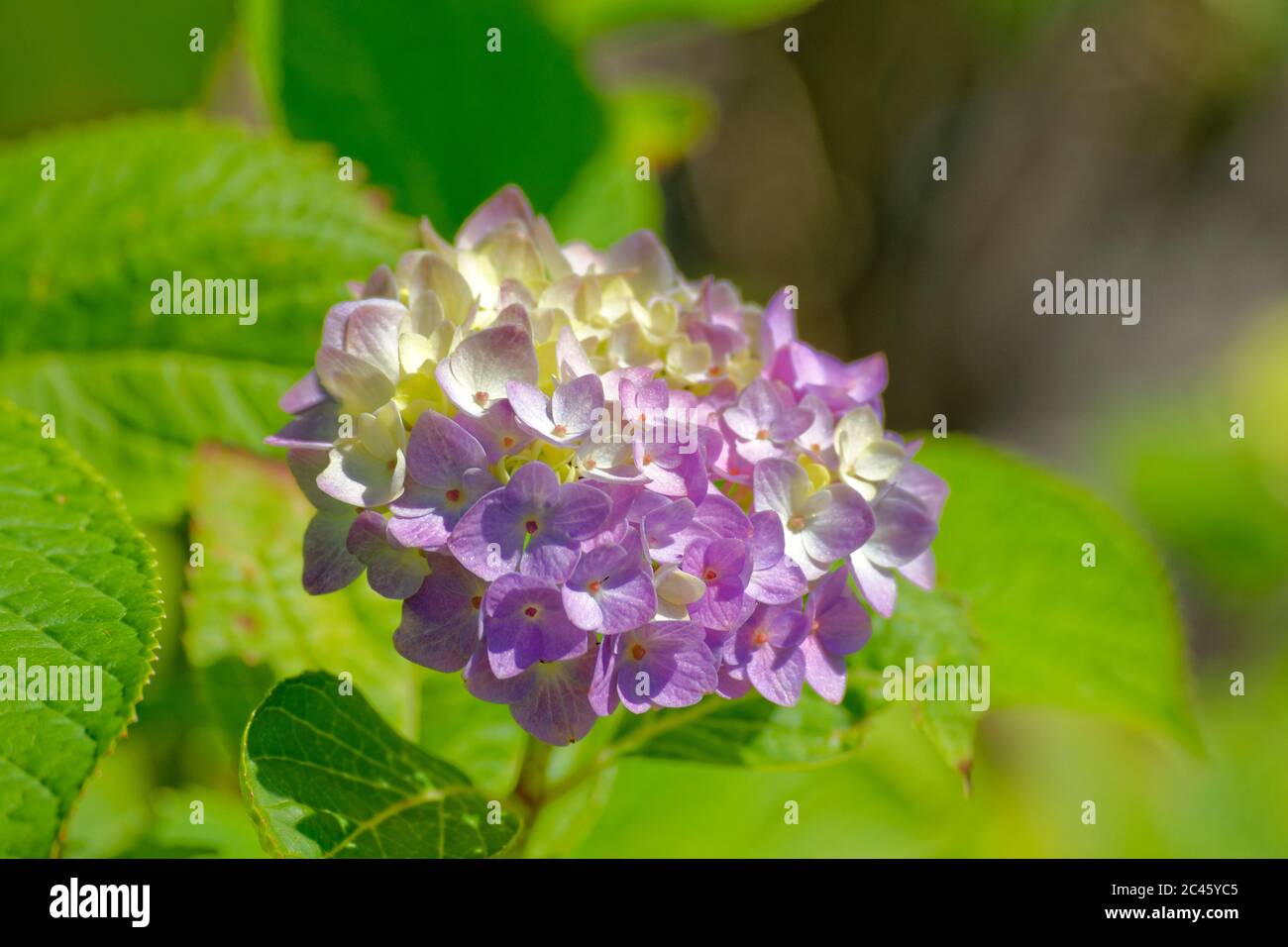 Hydrangea flower. Stock Photo