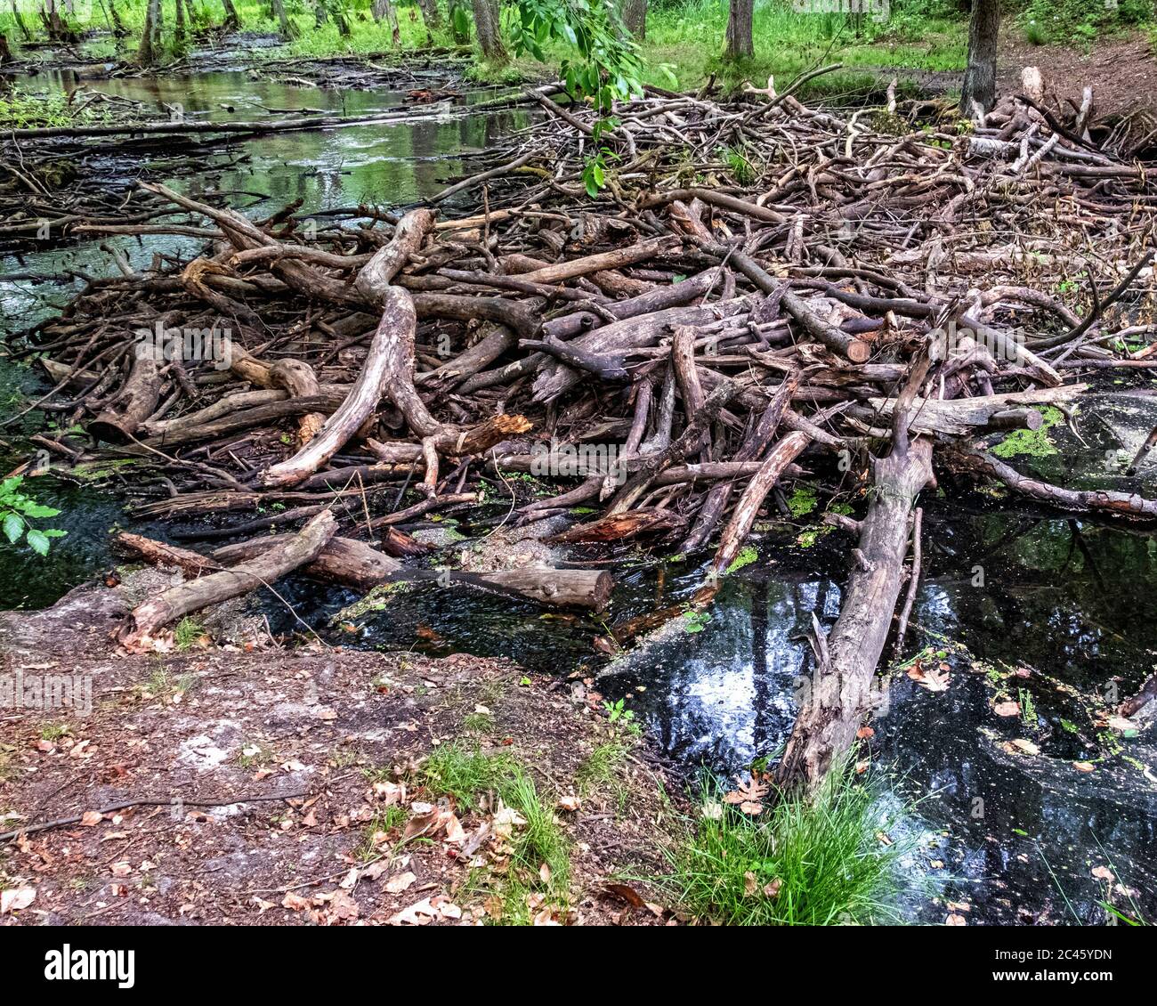 Page 3 Briese High Resolution Stock Photography and