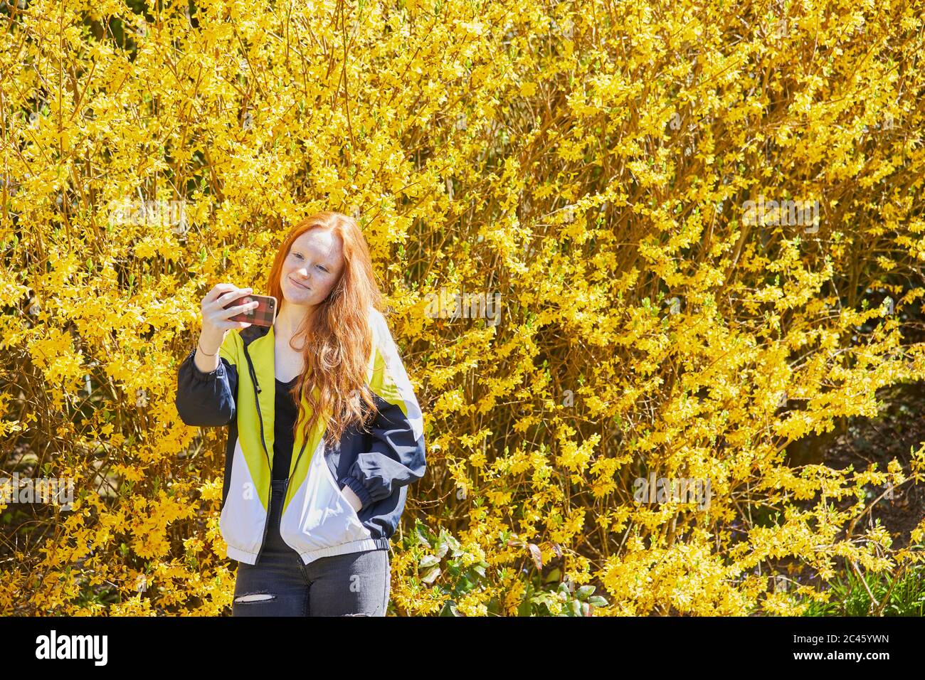 Teenage girl standing in front of large yellow Forsythia, checking her mobile phone. Stock Photo