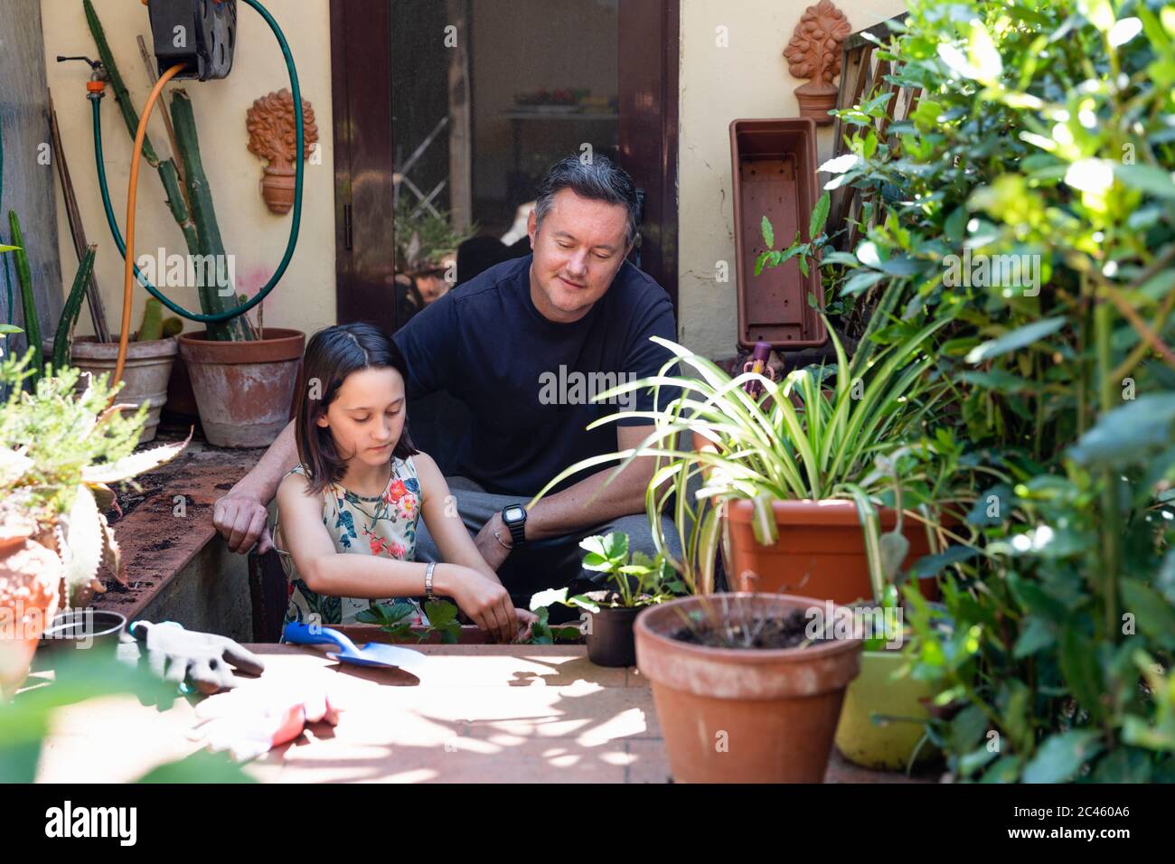 Family gardening during Coronavirus lockdown, father and daughter potting up plants in a small garden. Stock Photo