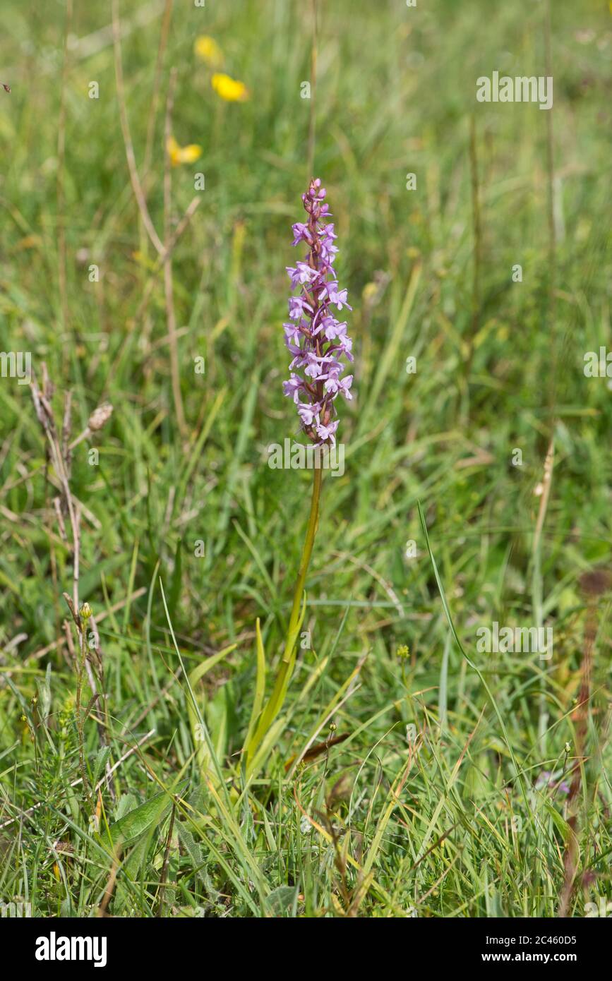 Fragrant orchid (Gymnadenia conopsea) Stock Photo