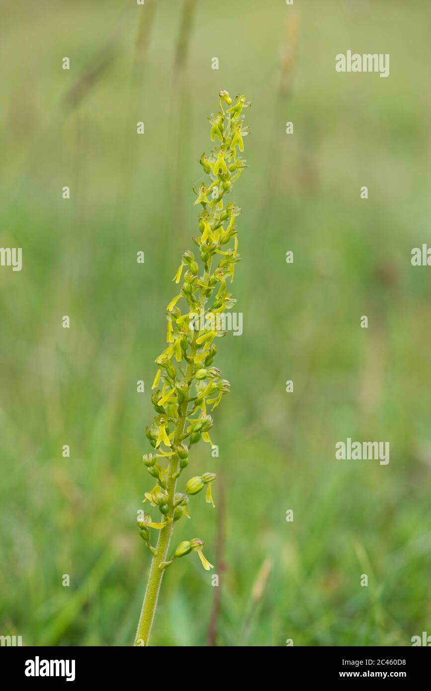 Common twayblade (Listera ovata) Stock Photo