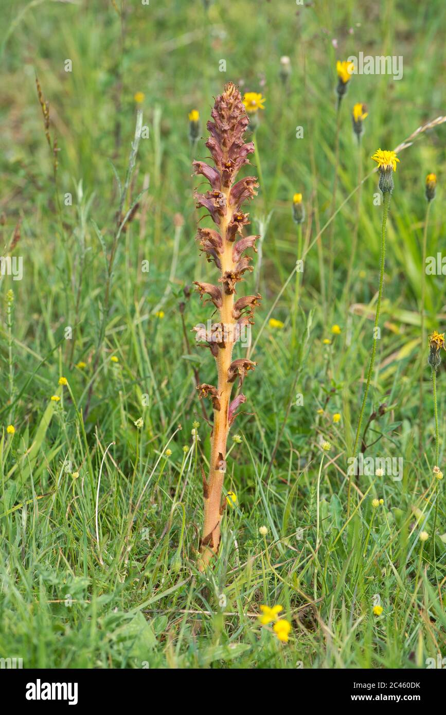 Knapweed broomrape (Orobanche elatior), a parasite on knapweed as the name implies. Stock Photo