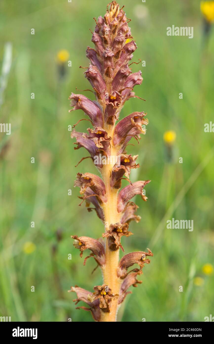 Knapweed broomrape (Orobanche elatior), a parasite on knapweed as the name implies. Stock Photo