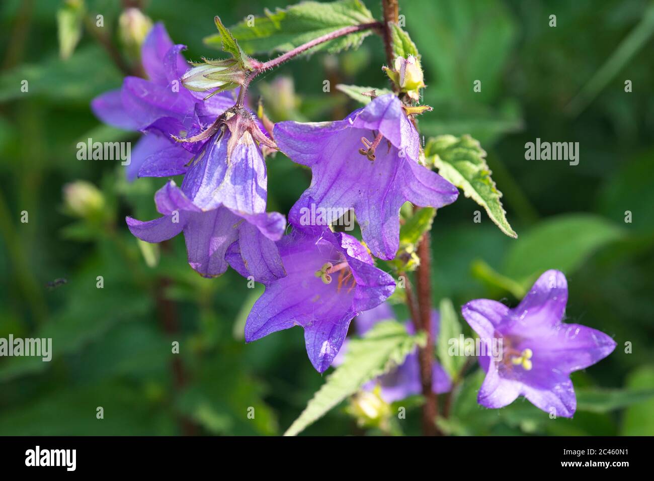 Peach-leaved bellflower (Campanula persicifolia), a naturalised species in the UK Stock Photo