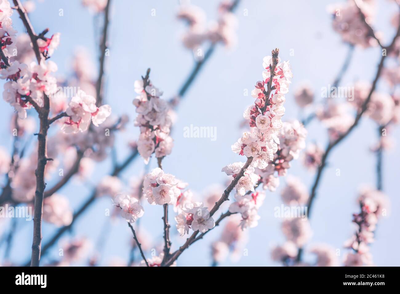 Beautiful almond tree blossom Stock Photo