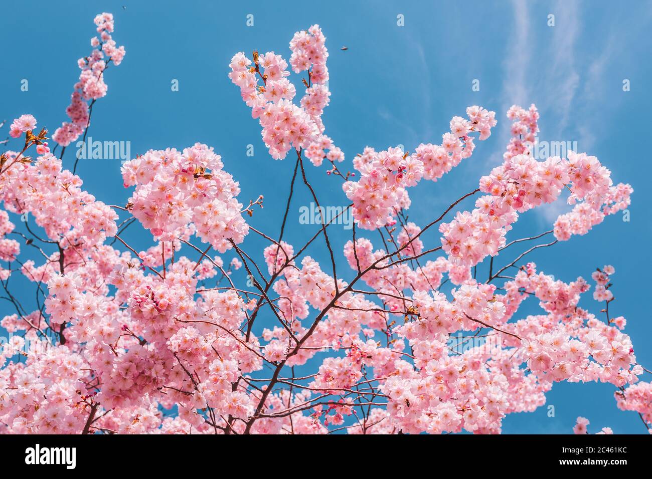 Cherry blossom in Vienna in spirngtime Stock Photo